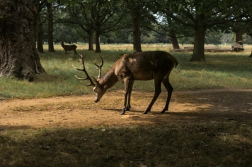 How to Spot More Animals in Jim Corbett National Park