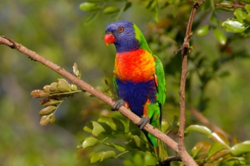 Bird Watching Tips at Corbett