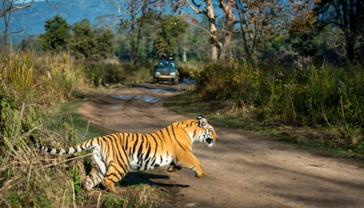 Safari Trip