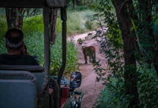 Jungle Safari